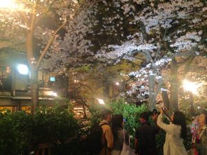 祇園白川高瀬川桜お花見14