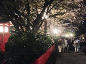 祇園白川高瀬川桜お花見15