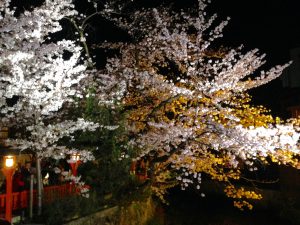 祇園白川高瀬川桜お花見18