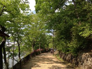 京都岩倉新緑11