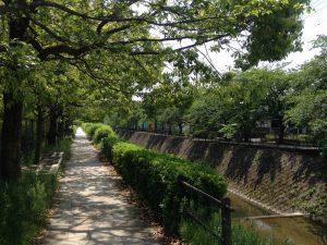 京都岩倉新緑33