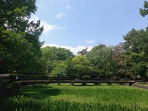 京都岩倉新緑22