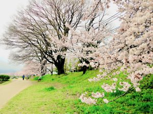 鴨川桜お花見10
