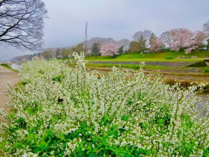 鴨川桜お花見6