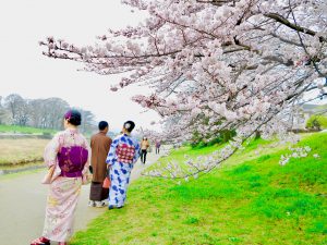 鴨川桜お花見7