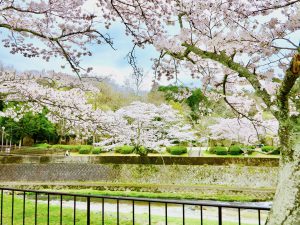 宝ヶ池公園花見桜1