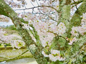 宝ヶ池公園花見桜