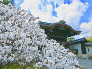 仁和寺御室桜花見8