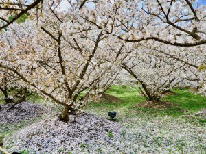 仁和寺御室桜花見5