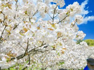 仁和寺御室桜花見3
