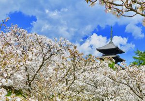 仁和寺御室桜花見111