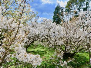 仁和寺御室桜花見1