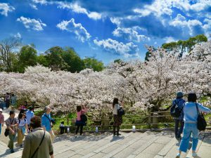 仁和寺御室桜花見
