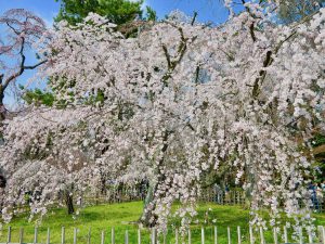京都御苑桜