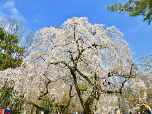 京都御苑近衛桜