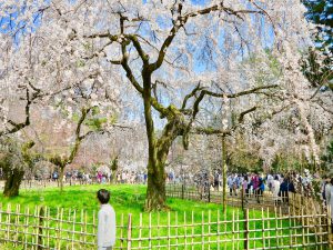 京都御苑近衛桜1