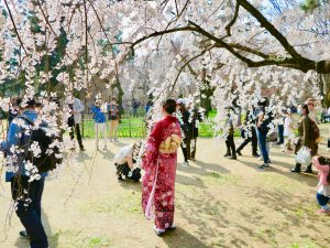 京都御苑近衛桜2