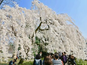京都御苑近衛桜3