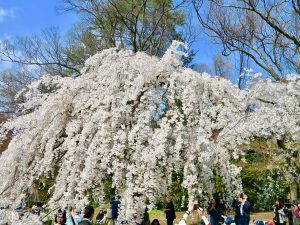 京都御苑近衛桜4