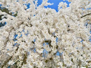 京都御苑近衛桜5