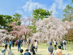 京都御苑の桜 京都らしい桜 お花見スポットで京都らしいお花見の仕方を学ぶ 京都観光とグルメのブログ