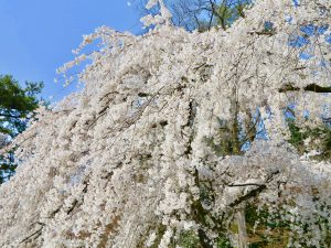京都御苑近衛桜8
