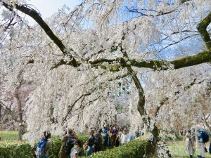 京都御苑近衛桜9