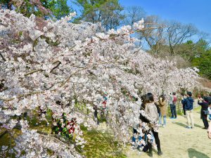 京都御苑近衛桜10