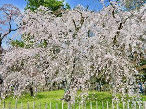 京都御苑近衛桜12