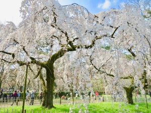 京都御苑近衛桜13