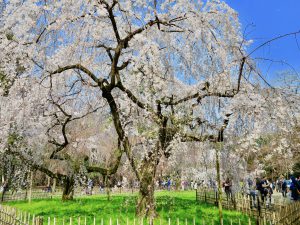 京都御苑近衛桜15