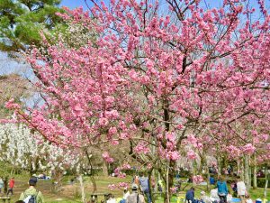 京都御苑近衛桜16