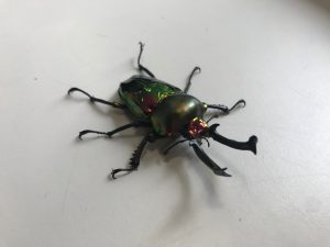 子ども博物館と京都大学博物館お土産15