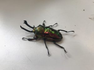 子ども博物館と京都大学博物館お土産16