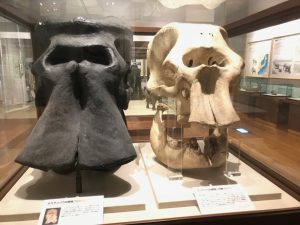 京都大学博物館3