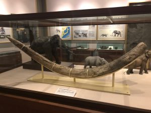 京都大学博物館4