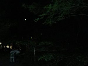 上賀茂神社蛍