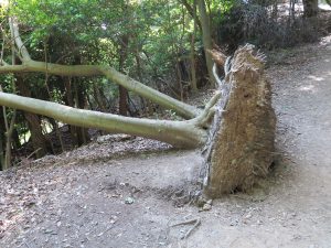 大文字山京都トレイル24