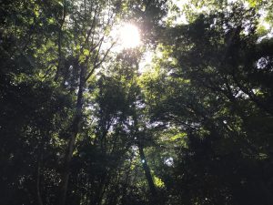 大文字山京都トレイル9