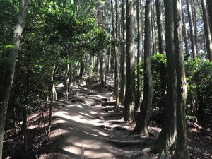 大文字山京都トレイル13