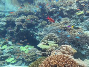 美ら海水族館12