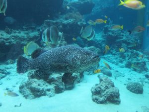 美ら海水族館10