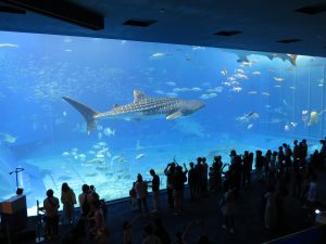美ら海水族館7