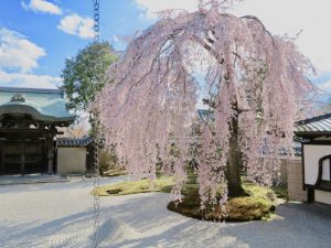 高台寺桜2