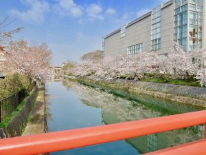 岡崎桜お花見3