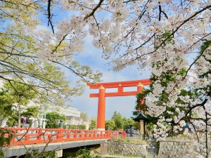 岡崎桜お花見2