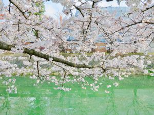 岡崎桜お花見