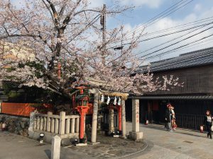 祇園桜3