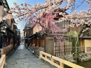祇園桜5