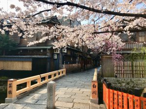 祇園桜6